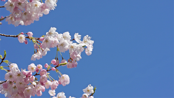 Image of the sky with a cherry blossom tree Image of the sky with a cherry blossom tree