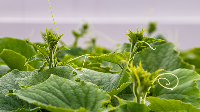 Image of cucumber plants growing