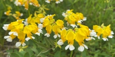 Trefoil