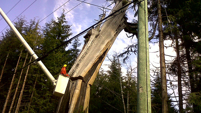 Image of worker in aerial bucket removing hazard tree next to BC Hydro line Image of worker in aerial bucket removing hazard tree next to BC Hydro line