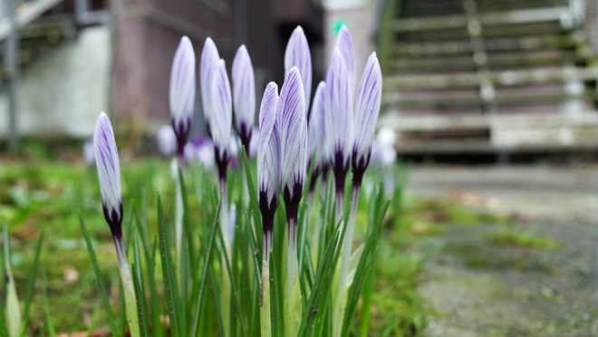 Crocuses bloom in downtown Vancouver on february 14, 2015