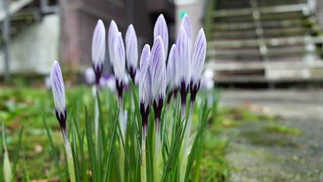crocuses in february Crocuses bloom in downtown Vancouver on february 14, 2015