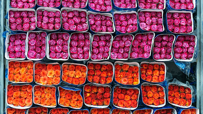 Packages of roses prepared for export