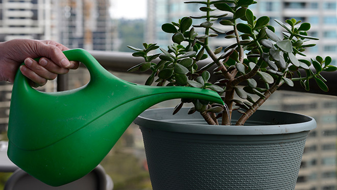 Watering a plant on a lower mainland condo balcony