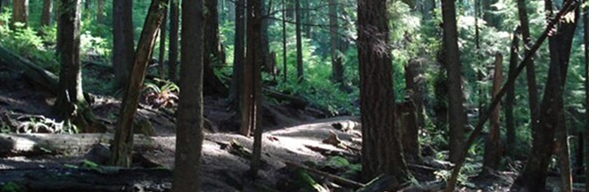 The trees through Buntzen Trail