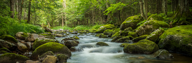 River running over rocks in forest