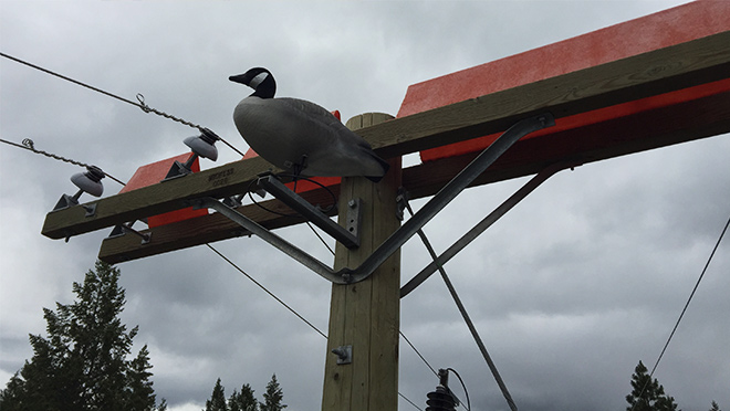 'Goose guards' atop power poles may keep osprey away 'Goose guards' atop power poles may keep osprey away