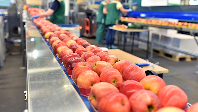 Fresh apples being cleaned and sorted for distribution