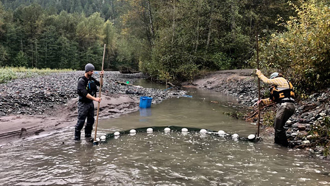 BC Hydro crews capture and relocate salmon from shallow areas of the Cheakamus River below the Daisy Lake dam