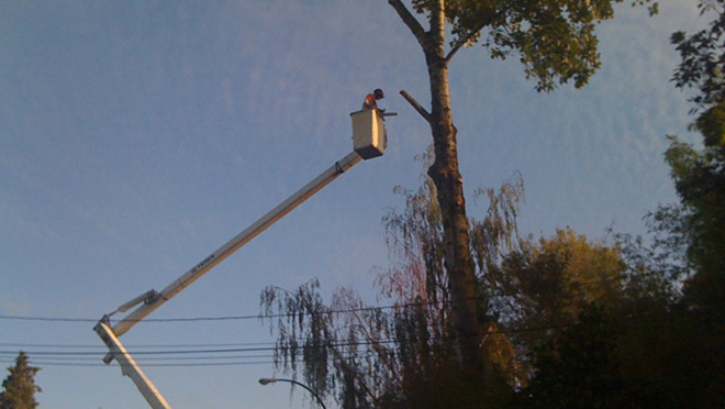 Image of arborist trimming a cottonwood tree Image of arborist trimming a cottonwood tree