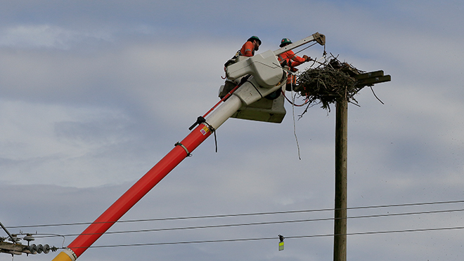 BC Hydro crew removing the old osprey nest BC Hydro crew removing the old osprey nest