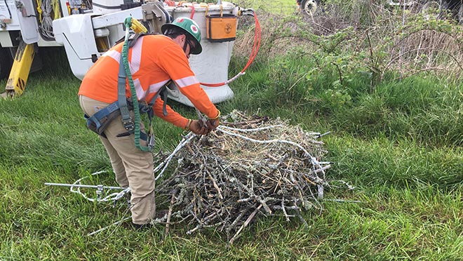 The osprey nest is brought down in one piece by BC Hydro crews The osprey nest is brought down in one piece by BC Hydro crews.