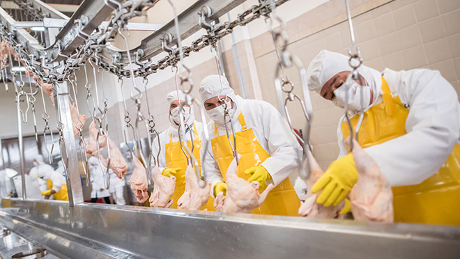 Image of chicken processing plant workers