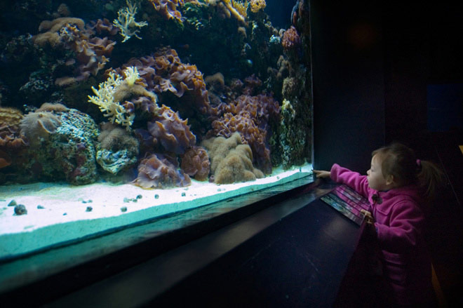 Child looking at aquarium fish tank full width Child looking at aquarium fish tank full width