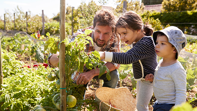 Father and children looking at tomatoes growing in community garden Father and children looking at tomatoes growing in community garden
