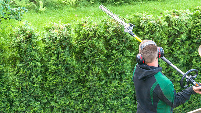 Image of a man trimming a hedge with a gasoline-powered hedge trimmer Image of a man trimming a hedge with a gasoline-powered hedge trimmer