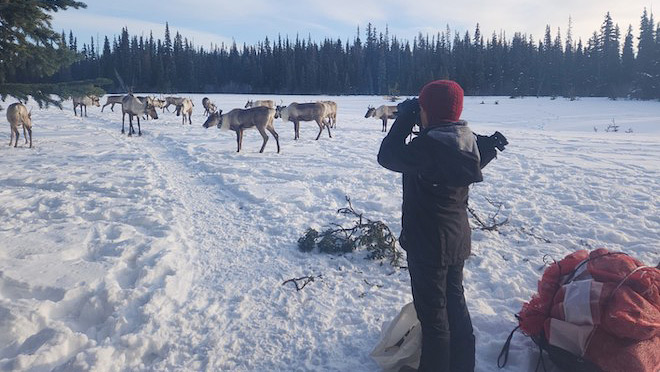 Starr Gauthier watches over pregnant caribou in a maternity pen