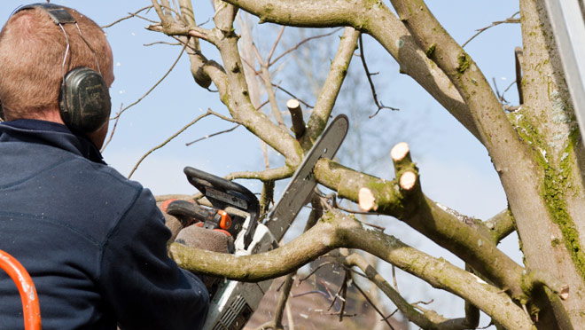 Man pruning a tree with a chainsaw full width Man pruning a tree with a chainsaw full width
