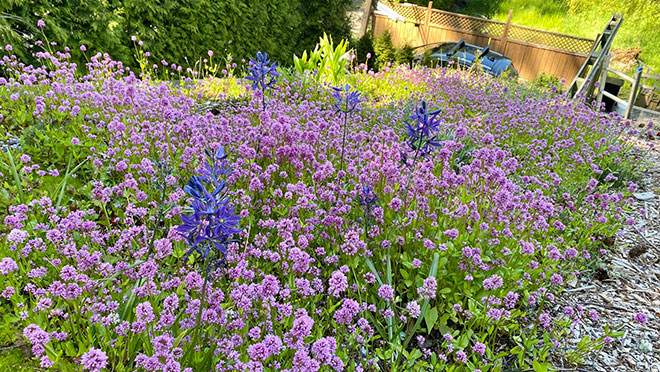 Pink sea blush and blue-violet camas on the green roof on Saanich mayor Fred Haynes' home