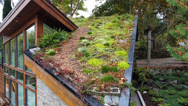 Side view of the green roof on Saanich mayor Fred Haynes' home