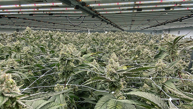 Cannabis plants growing at Vancouver Island's IslandCanna Seeds
