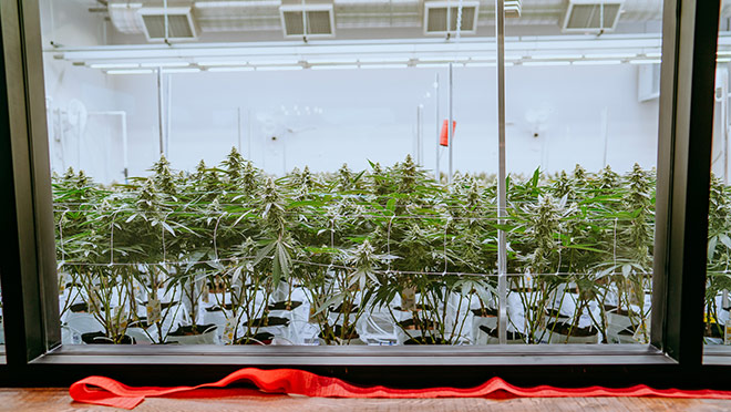 Cannabis plants growing under LED horticultural lights at Sugar Cane Cannabis