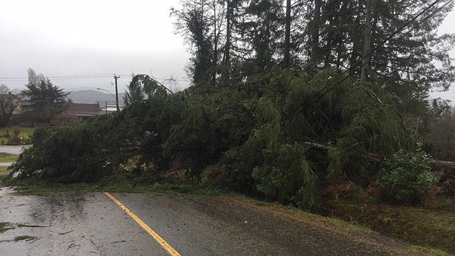 Image of trees on downed power line Large tree fallen on a power line and a road after a storm