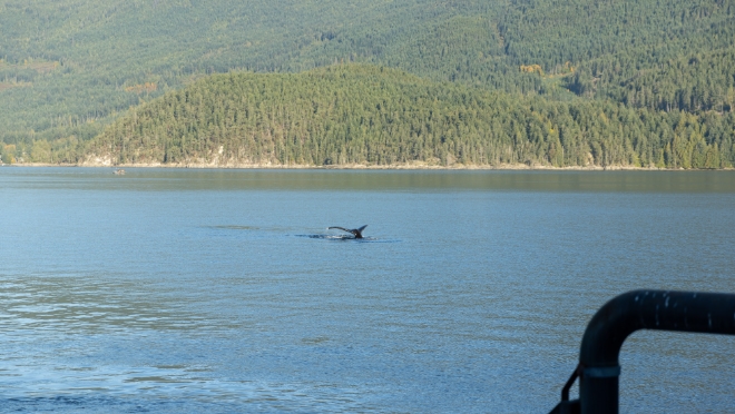 Biologists were on site to ensure that the humpback whales and other marine mammals were not below the lines prior to removal. 