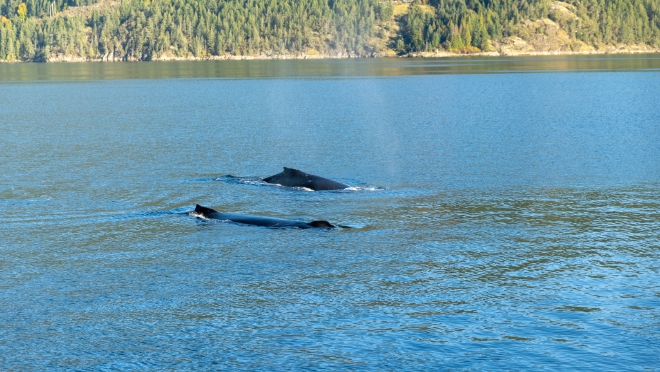 Humpback whales visited our crews daily. 