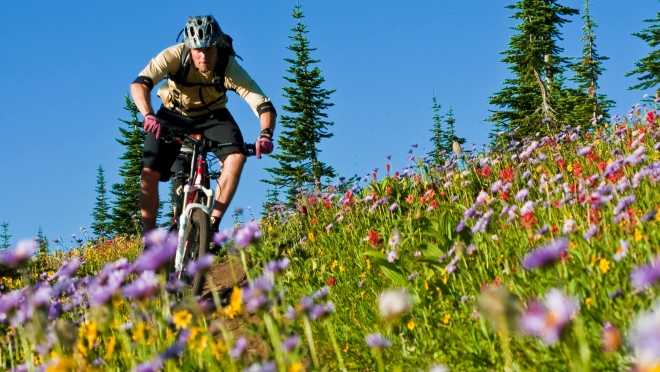 Mountain biker in wildflowers at Keystone Mountain biker rides trail through field of wildflowers at Keystone near Revelstoke