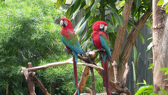 Two colorful birds on a branch