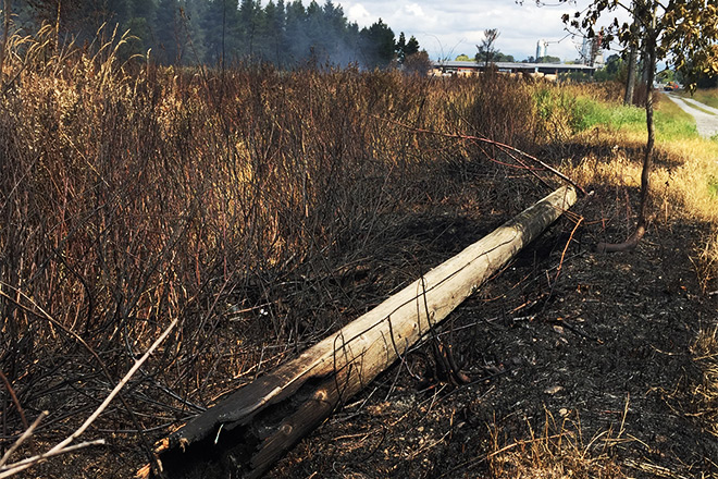 Burns bog restoration Burns bog restoration