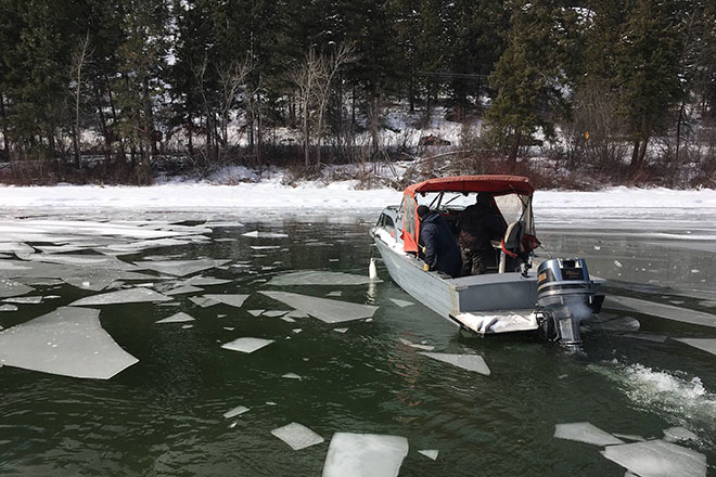 Image of boat breaking ice to rescue a deer Boat takes deer to shore