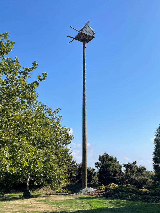 A relocated eagle's nest atop a specially-built pole in Boundary Bay A relocated eagle's nest atop a specially-built pole in Boundary Bay