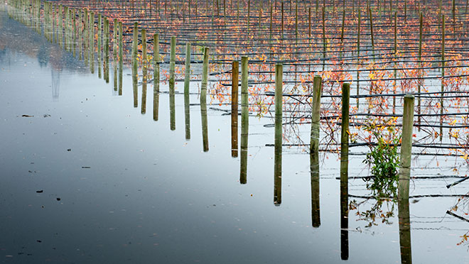 Image of a flooded blueberry farm in Abbotsford, B.C. Image of a flooded blueberry farm in Abbotsford, B.C.