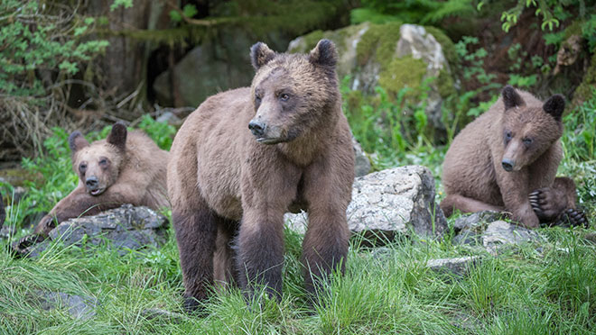 grizzly bear family at Khutzeymateen park grizzly bear family at Khutzeymateen park