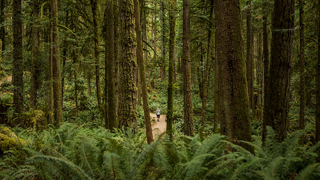 Image of a hiking trail on B.C.'s Sunshine Coast Image of a hiking trail on B.C.'s Sunshine Coast
