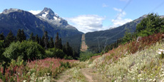 Mountain view in Telkwa Pass with a dirt trail cutting through wildflowers and power lines under a blue sky. Mountain view in Telkwa Pass with a dirt trail cutting through wildflowers and power lines under a blue sky.
