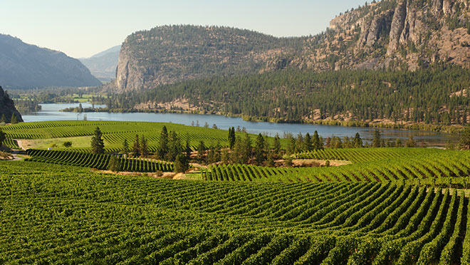 Image of Okanagan vineyards Image of Okanagan vineyards
