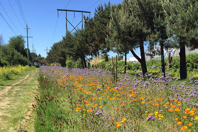 Image of flowers and powerlines in Richmond's pollination corridor Pollination corridor beneath power lines in Richmond.