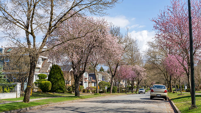 Spring blossoms line a quiet Vancouver street