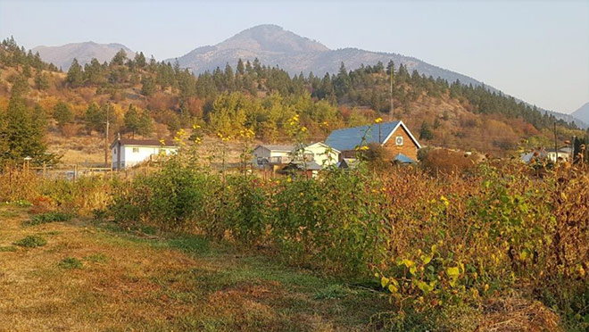 A windbreak at the T'it'q'et Community Landscape Project site