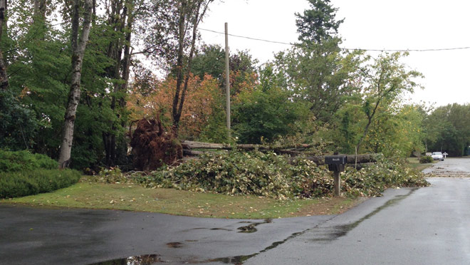 Image of fallen trees affecting electric lines Image of fallen trees affecting electric lines