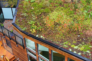 From shade trees to green roofs, eco gardening is taking off