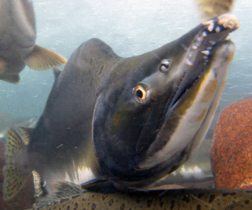 Pink salmon underwater