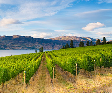 Vineyards along a lake