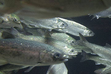 Hatching more salmon with less energy