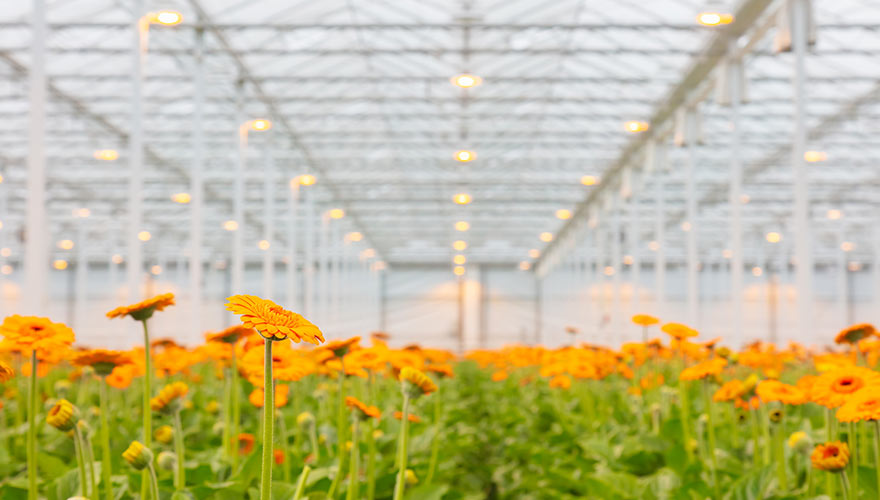 LED horticultural lighting is growing fast in B.C.