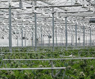 Uncover Pure Sunfarms' greenhouse