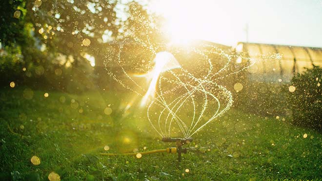 Sprinkler water with a sunset backdrop